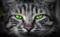 Severe, predatory evil cat eyes Royalty Free Stock Photo