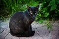 Severe street cat. Mistrustfully looking at the camera Royalty Free Stock Photo
