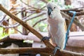 Severe white macaw Parrot,Close up The Chestnut fronted Macaw Royalty Free Stock Photo