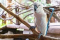 Severe white macaw Parrot,Close up The Chestnut fronted Macaw
