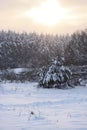 Severe winter landscape. Big trees in deep snow in cold sunset