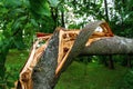 A tree broken by a hurricane