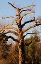 Severely pollarded tree Royalty Free Stock Photo