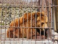 the severity of life in captivity in one glance bear Royalty Free Stock Photo