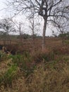 The severity of the long dry season makes the trees dry