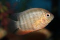 Severum aquarium fish Royalty Free Stock Photo