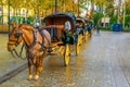 SEVILLA, SPAIN, JANUARY 7, 2016: view of a carriage with a horse waiting for passengers of a tour through the historical