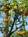 Seville Oranges Royalty Free Stock Photo