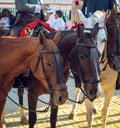 Andalusian black horses at the April Fair, Seville Fair Feria de Sevilla.