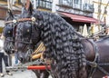 Seville, Spain - April  15, 2018: Beutiful black horses pulling a Horse drawn carriage in Seville April Fair Feria de Abril de Royalty Free Stock Photo