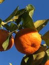 Seville's orange