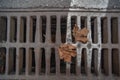 Sewer grate in autumn from above Royalty Free Stock Photo