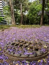 A drain among purple flowers Royalty Free Stock Photo