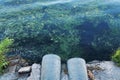 Sewer pipes at shore, flowering water overgrown with decaying algae on water surface, nature pollution and climate Royalty Free Stock Photo