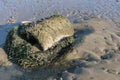 Sewer pipes at shore, flowering water overgrown with decaying algae on water surface Royalty Free Stock Photo