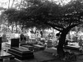 The Sewri Christian Cemetery in Sewri, Mumbai, India