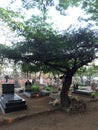 The Sewri Christian Cemetery in Sewri, Mumbai, India