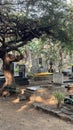 The Sewri Christian Cemetery in Sewri, Mumbai, India