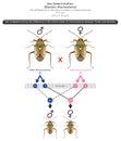 Sex Determination Genetic Mechanisms by Difference in Total Number of Chromosomes Infographic Diagram