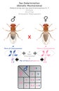 Sex Determination Genetic Mechanisms by Sexchromosomes Infographic Diagram with example of fruit fly