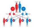 Sex Determination in Humans. Gender determination