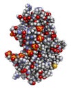 Sex-determining region Y (SRY, TDF, HMG domain) protein, bound to DNA. Protein involved in male sex determination in humans. 3D