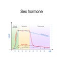 Sex hormones and ageing. Levels of Testosterone for males and females, and Estradiol for men and women