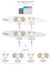 Sex Influenced Characters Infographic Diagram with example of characteristic sheep horns