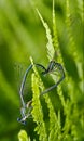 Sex of wild yellow blue dragonfly Royalty Free Stock Photo