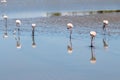 Sextet of foraging flamingos in the Camargue, France