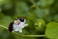 Sexton or burying beetle Royalty Free Stock Photo