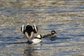 Sexual Display by Male Bufflehead Duck