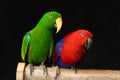 Sexually dimorphic eclectus parrots Royalty Free Stock Photo