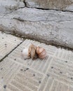 Sexy dance of mating grape snails on the concrete slabs of the steps Royalty Free Stock Photo