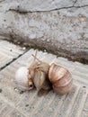 Sexy dance of mating grape snails on the concrete slabs of the steps Royalty Free Stock Photo