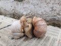 Sexy dance of mating grape snails on the concrete slabs of the steps Royalty Free Stock Photo