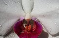 Sexy flower vulva. Clitoris vagina. Orgasm. Spring season. Erotic orchid flower close up. Passionate love.