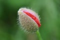 Poppy: nature!