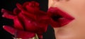 Sexy plump lips. Lips with red lipstick closeup. Beautiful woman lips with red rose. Royalty Free Stock Photo
