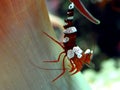Shrimp (Thor amboinensis) Royalty Free Stock Photo