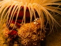 Sexy Shrimp, Thor amboinensis, or squat shrimp at a Puerto Galera reef in the Philippines