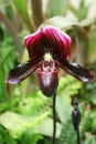 Slipper Orchid