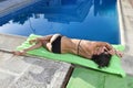 woman in bikini with beautiful body having suntan relaxing on airbed at swimming pool Royalty Free Stock Photo