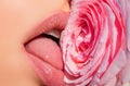 Sexy woman kissing red rose flower. Lips with lipstick closeup. Beautiful woman lips with rose. Girl blowjob with tongue Royalty Free Stock Photo