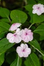 Seychelles bizzie lizzie (impatiens gordonii x walleriana) flowers