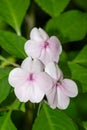 Seychelles bizzie lizzie (impatiens gordonii x walleriana) flowers