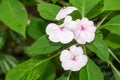 Seychelles bizzie lizzie (impatiens gordonii x walleriana) flowers
