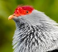 Seychelles blue pigeon Seychelles blue fruit dove