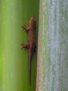 Seychelles, brown lizard