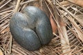 Seychelles edemic species coconut Royalty Free Stock Photo